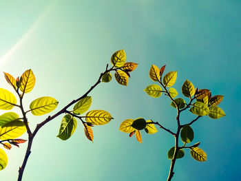 Low angle view of leaves against sky