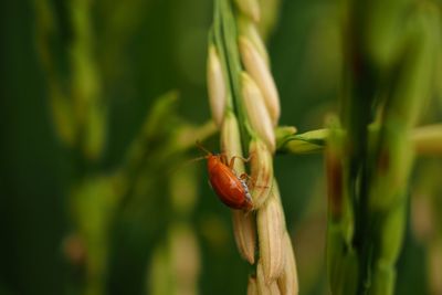 Close-up of insect on plant