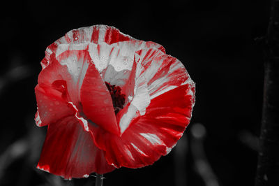 Close-up of red hibiscus blooming against black background