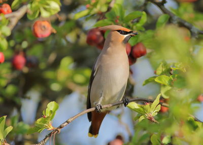 Close-up of bird perching on branch