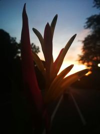 Close-up of silhouette flower against sky at sunset