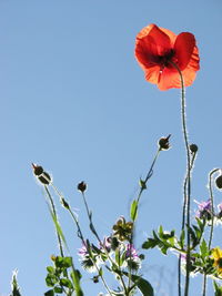 Low angle view of flowers blooming against clear blue sky