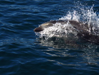 View of turtle swimming in sea