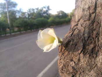 Close-up of white rose on road