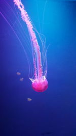 Close-up of jellyfish against blue background