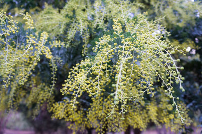 Close-up of frozen flowering plant