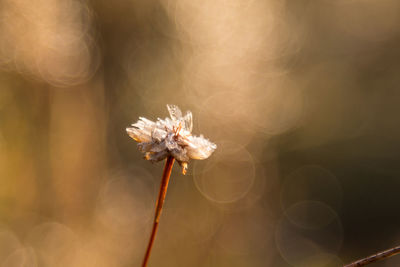 Close-up of white flower