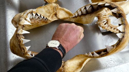 High angle view of manmans arm in shark teeth