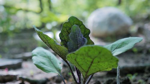 Close-up of fresh green leaf
