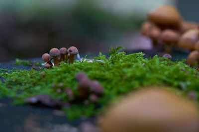 Close-up of mushrooms growing on moss