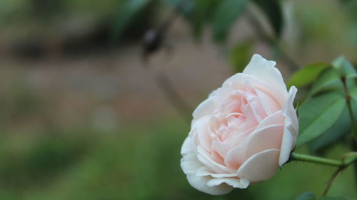 Close-up of white rose