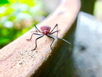 Close-up of insect on wood