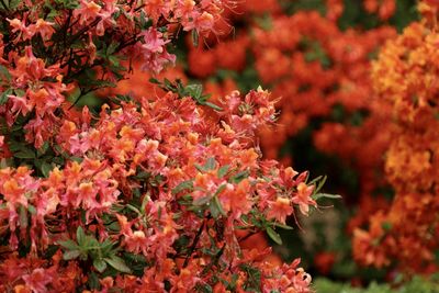 Close-up of red flowering plant