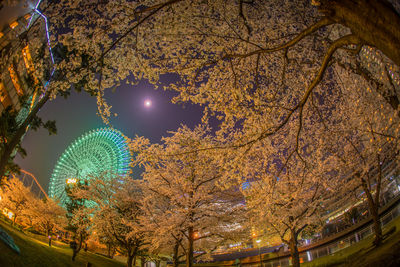 Low angle view of illuminated trees against sky at night