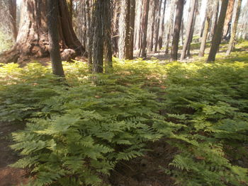 Trees in forest