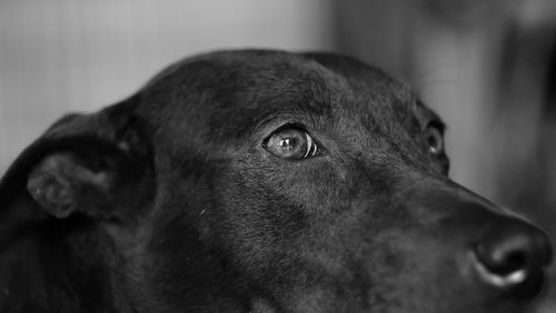 Close-up of a dog