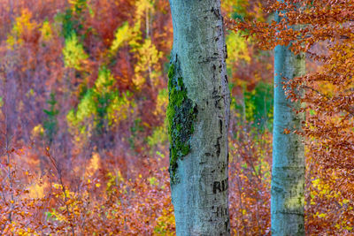 Close-up of trees in forest during autumn