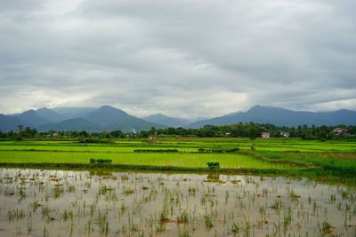 Scenic view of agricultural field against sky