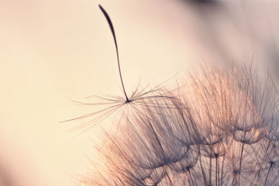 Close-up of dandelion against sky during sunset