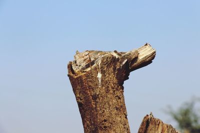 Low angle view of wood against clear sky