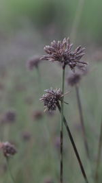 Close-up of wilted flower on field