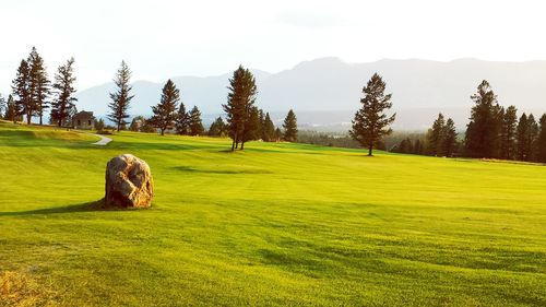 Scenic view of grassy field against sky