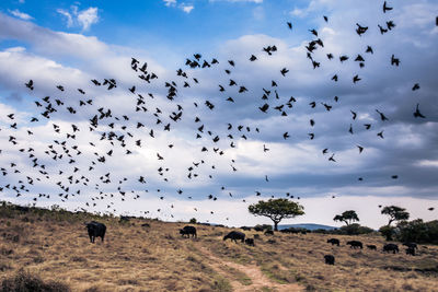 Flock of birds flying in the sky