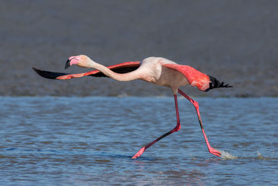 Greater flamingo in flight, phoenicopterus roseus, camargue