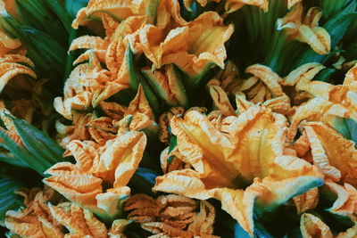 Full frame shot of orange plant