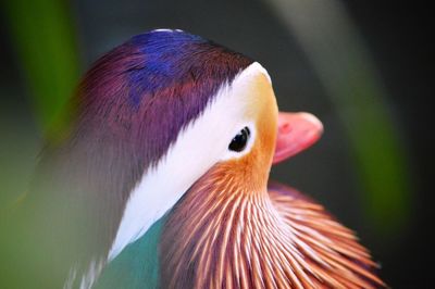 Close-up of a bird