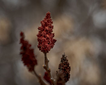 Low angle view of flowering plant against sky