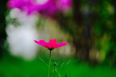 Close-up of pink flower blooming in garden