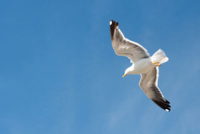 Low angle view of seagull flying against blue sky