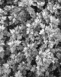 Full frame shot of white flowering plants