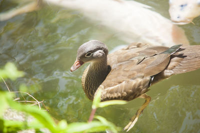 Close-up of duck swimming in lake