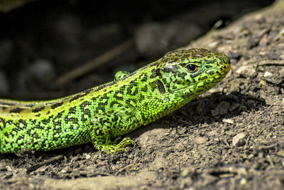 Close-up of lizard on land