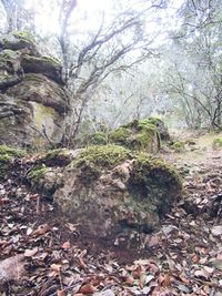 Trees in forest