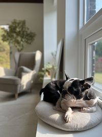 Dog resting on sofa at home