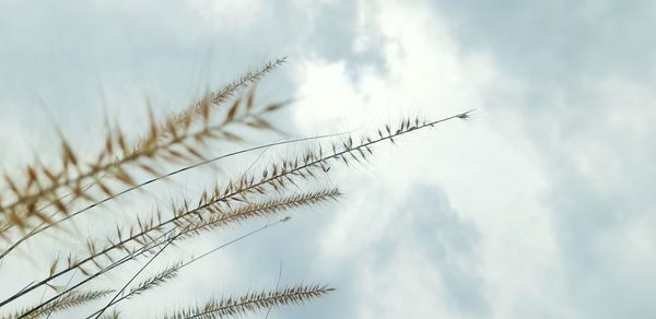 Low angle view of stalks against sky