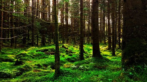 Pine trees in forest