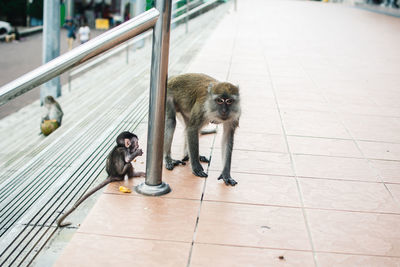 Monkeys baby sitting on footpath