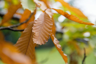 Close-up of autumn leaves