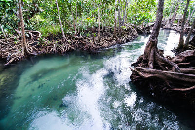 Scenic view of river flowing in forest