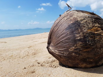 Close-up of shell on beach against sky