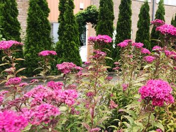 Pink flowers growing outdoors