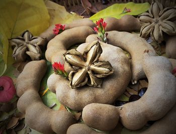High angle view of vegetables on plant