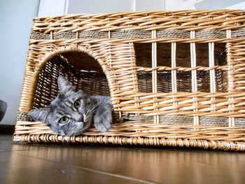Close-up of a cat in basket
