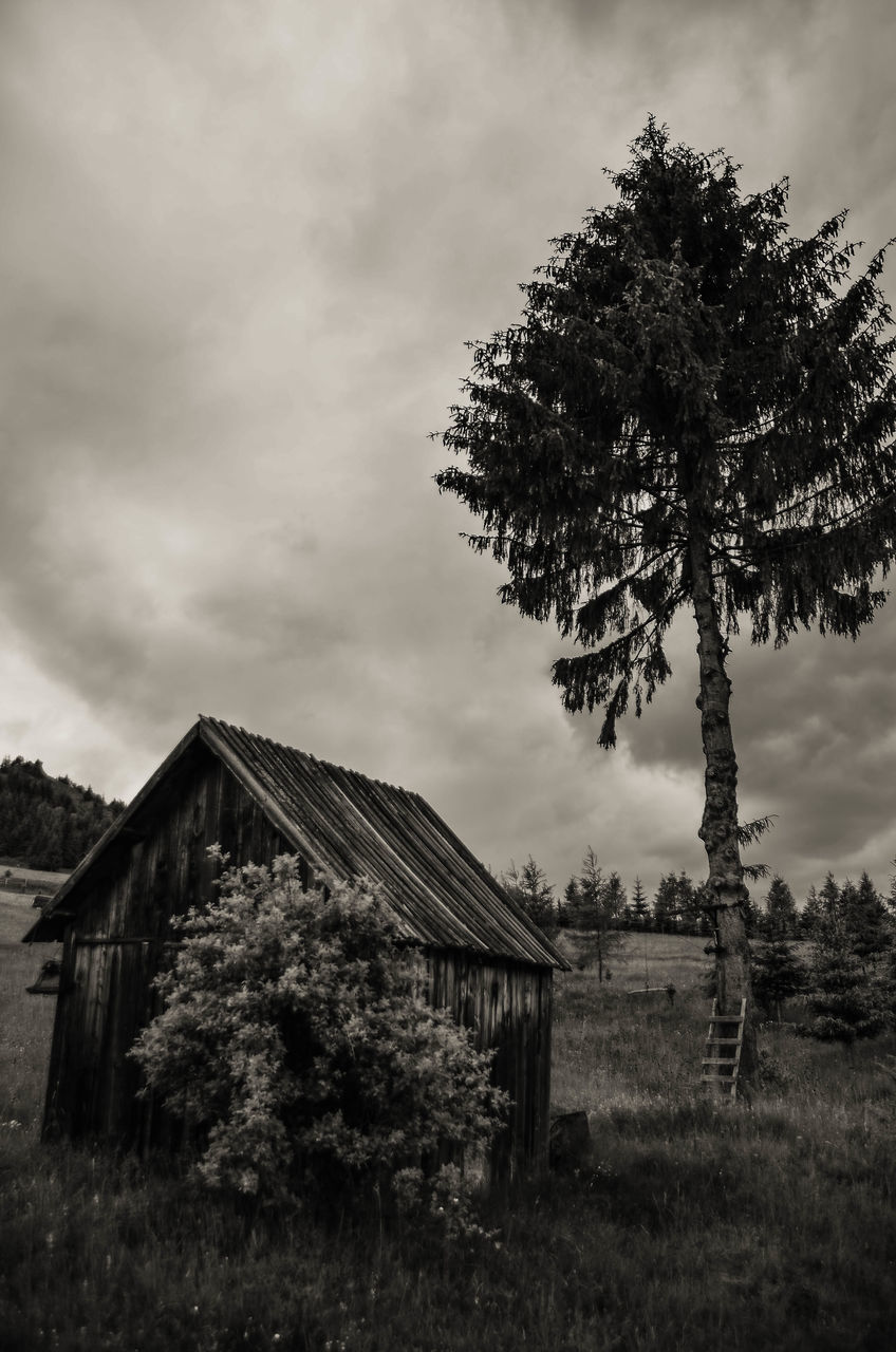 TREES ON FIELD AGAINST CLOUDY SKY