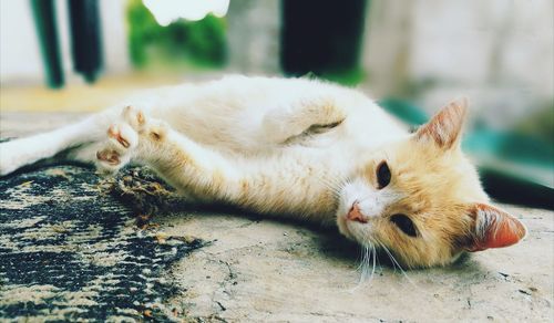 Close-up of ginger cat sleeping