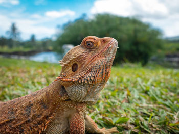 Close-up of bearded dragon on grassy field